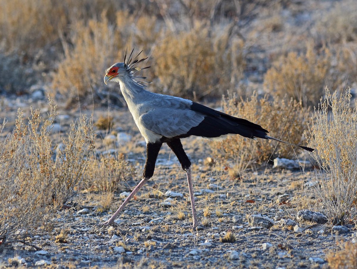 zootherabirding's tweet photo. My closest views ever of Secretarybird in Etosha - what a bird! #Namibiabirding https://t.co/ewsujzyElC