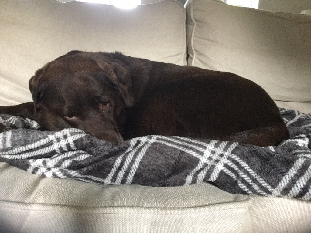 GemmaMc's tweet photo. Clearly made myself understood when I said no sofa! #SadLab https://t.co/zBzOPssene