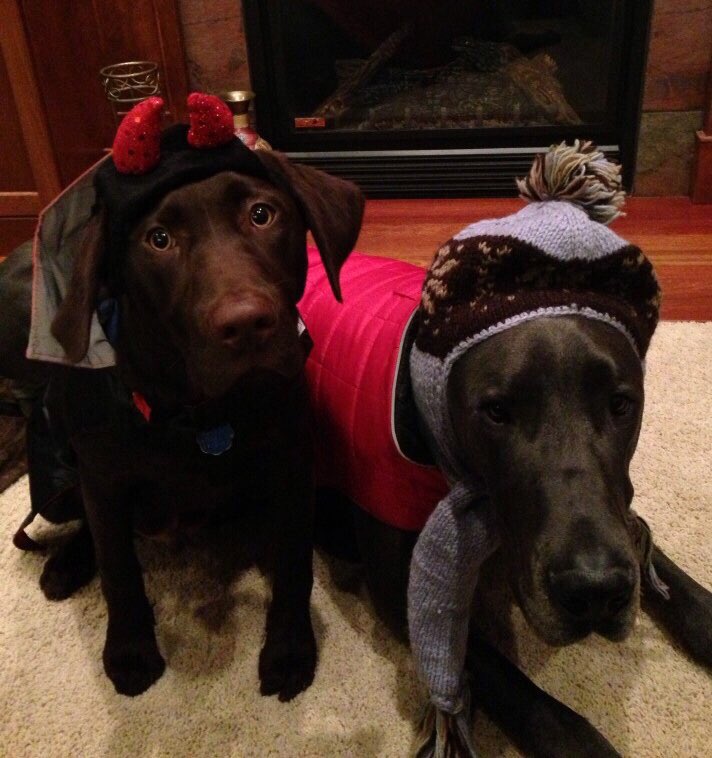 FlowerpotTauni's tweet photo. Happy #Halloween! Hope your day is as #devilishly good as these two. What's your costume this year? #HappyHalloween https://t.co/kGICv4Rqr8
