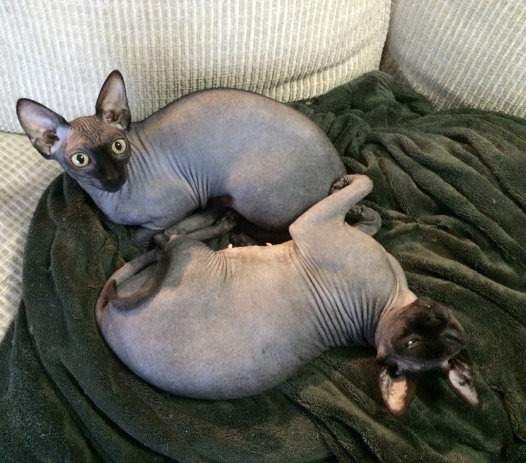 CoolSpaceCats's tweet photo. Happy Halloween!
Hug a black cat today! https://t.co/3nMyJ96Ene https://t.co/EpPdffxMCJ