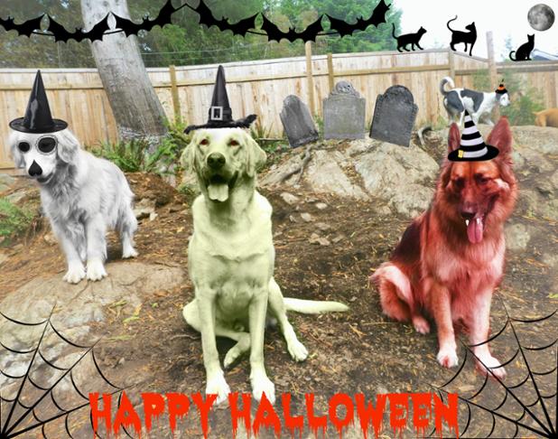 bowendogranch's tweet image. Hope you all have a very spooky &amp;amp; safe Halloween! #wespeakdog #spookypups #BIDR