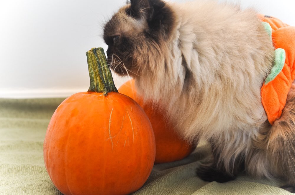SmoreTheCat's tweet photo. I'm a pumpkin s'more, duh. #Halloween #HalloweenCat #CatsOfTwitter #catswithblogs #pumpkin https://t.co/Jd26xFcm5m