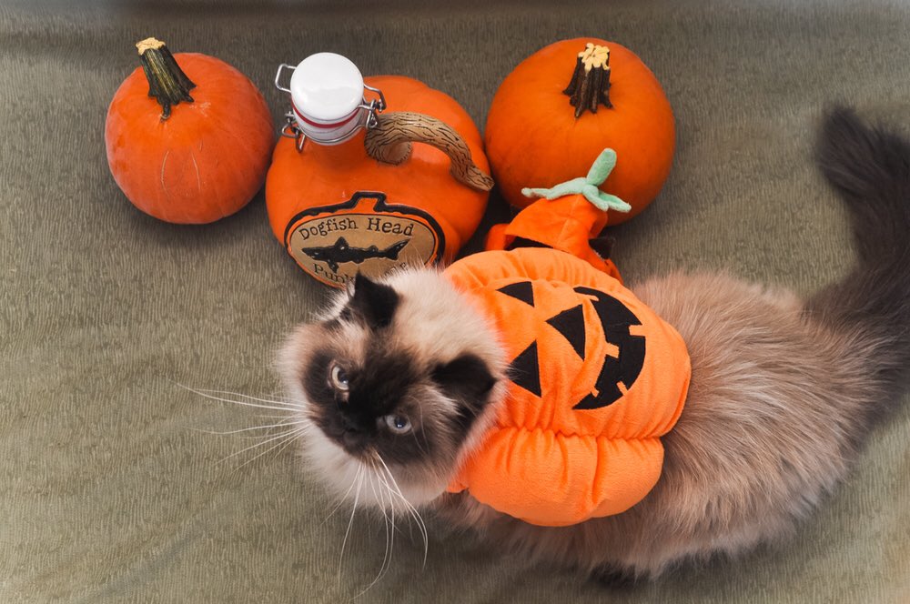 SmoreTheCat's tweet photo. I'm a pumpkin s'more, duh. #Halloween #HalloweenCat #CatsOfTwitter #catswithblogs #pumpkin https://t.co/Jd26xFcm5m