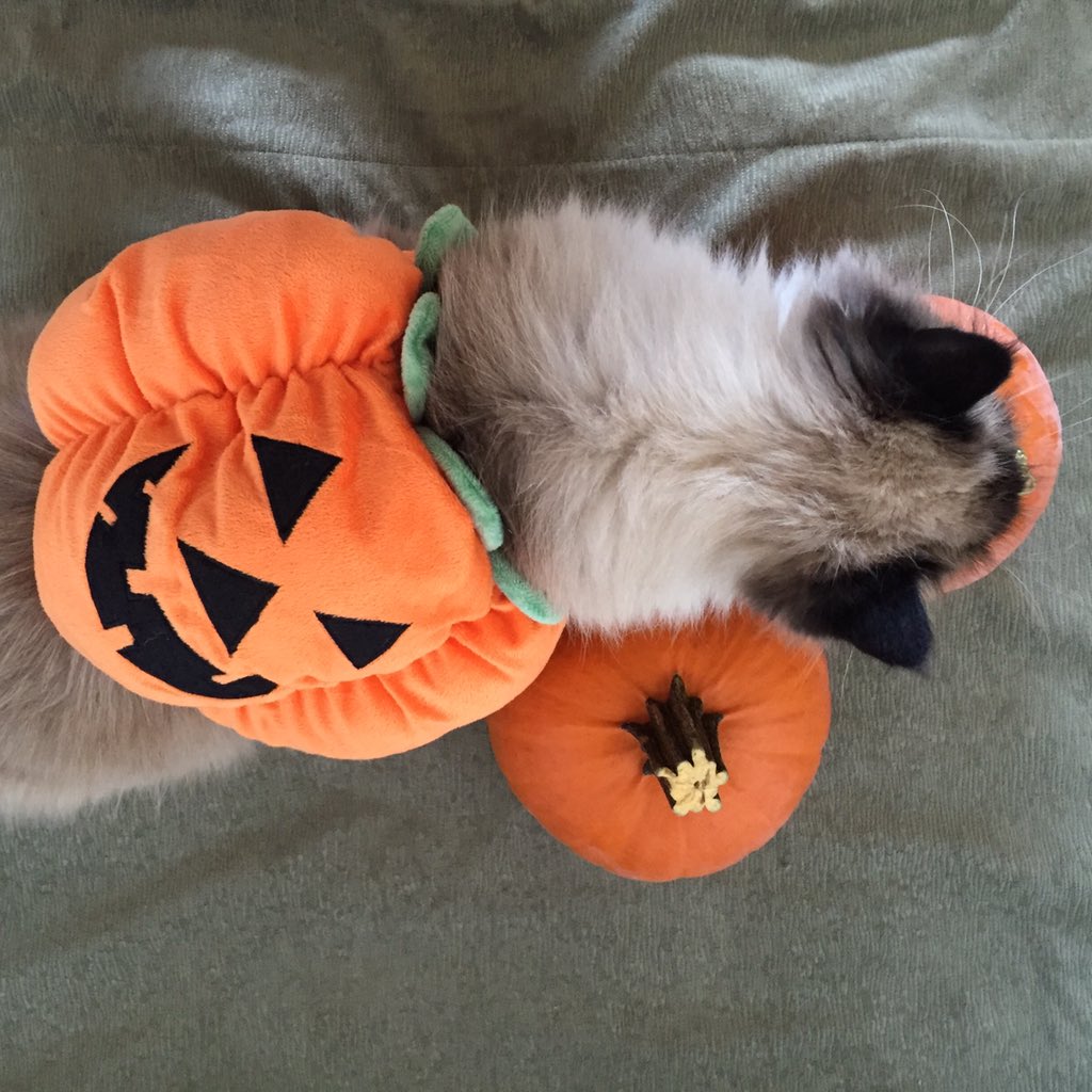 SmoreTheCat's tweet photo. I'm a pumpkin s'more, duh. #Halloween #HalloweenCat #CatsOfTwitter #catswithblogs #pumpkin https://t.co/Jd26xFcm5m