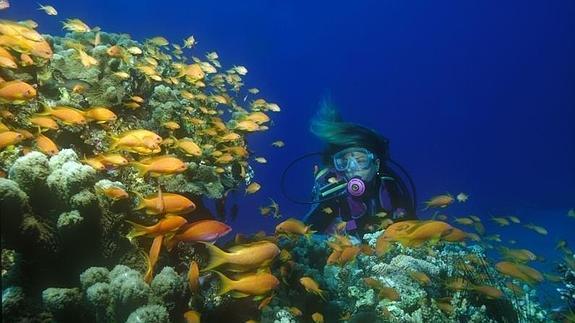 ideal_granada's tweet photo. La Herradura será sede del Campeonato de Europa de Fotografía Submarina 2016
https://t.co/5jFvzbqLRb https://t.co/wUEjHNeKPx
