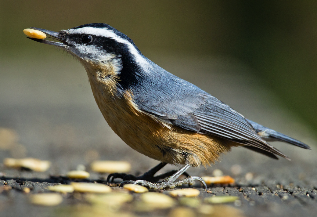PenningtonBirds's tweet photo. Happy Halloween! To keep in the spirit, put dried pumpkin seeds in your yard feeders as a treat for birds! https://t.co/4mGZSegDZP