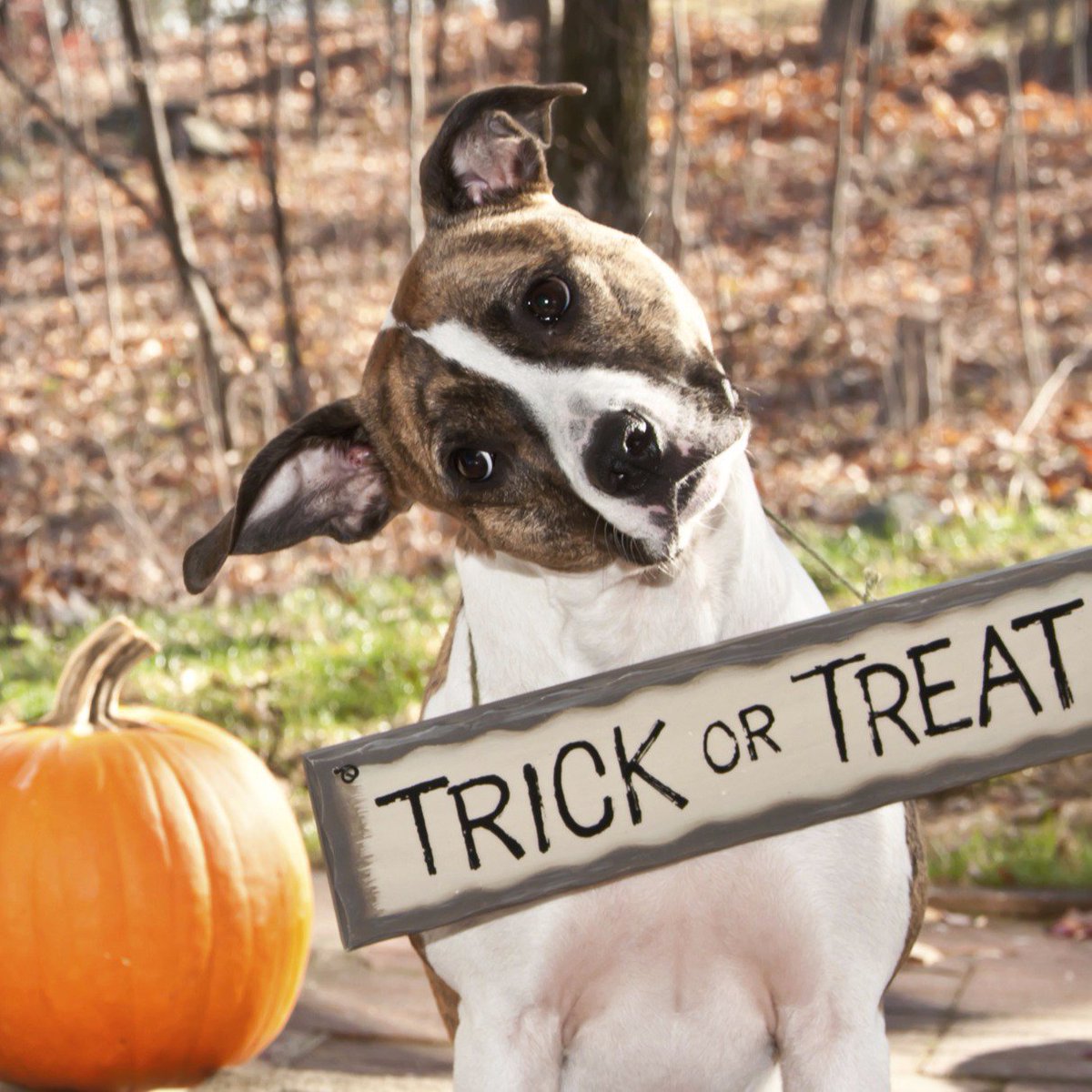 AdvancedFilter's tweet image. There is only one question to ask tonight: #TrickorTreat? Wishing everyone a fun and safe #Halloween!