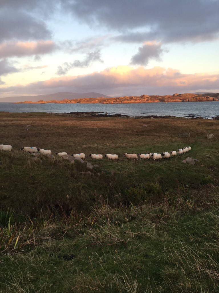 A string of #Scottishblackface ewes. #isleofiona #isleofmull