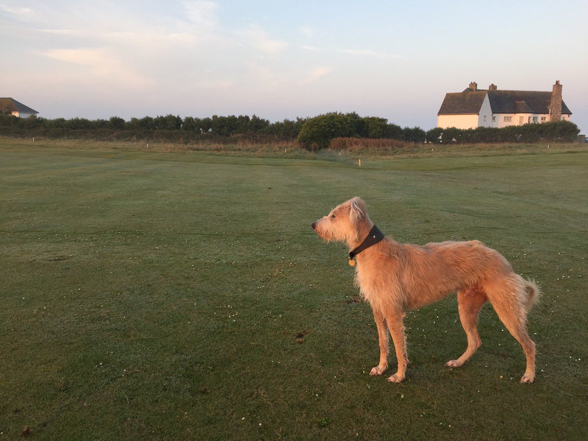 spicerlife's tweet image. I&apos;ve lost my beautiful dog please help me find him Twitter and God if you&apos;re there. Last seen belting Finsbury Park