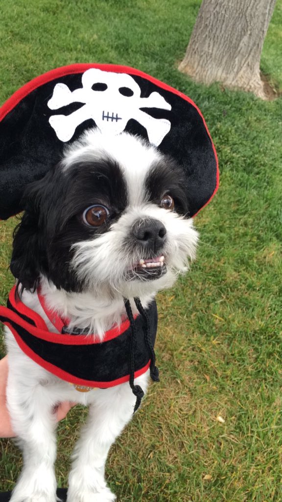 SarahSedillo's tweet photo. HAPPY HALLOWEEN from my little pirate☠ https://t.co/2ZYgVqc2GU