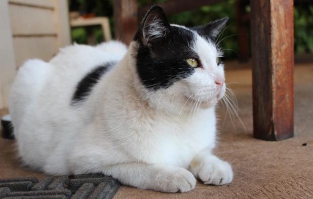 #HappyHalloween! We promise, this black (and white cat) isn't bad luck :)