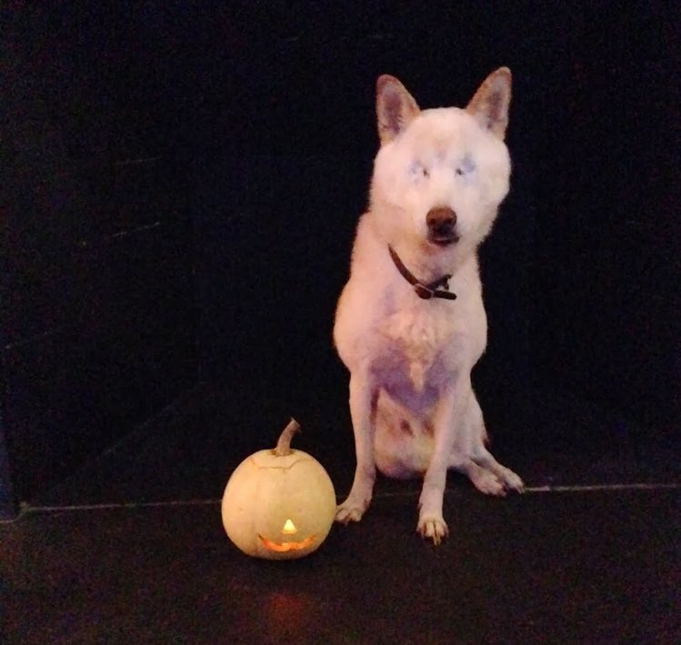 nathansteinmetz's tweet photo. @mental_floss Special pumpkin just for my eyeless shiba. Happy Halloween! #MFPets https://t.co/qEWkf7rCQt