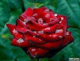 مساء الورد لكل الموجودين على تويتر