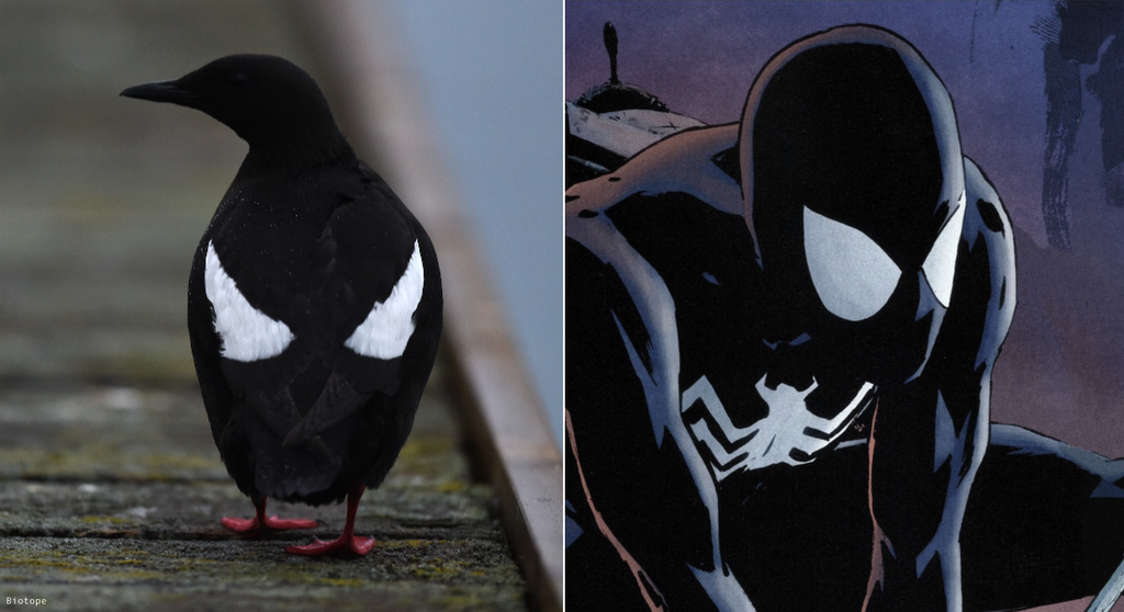 Biotope_Tormod's tweet photo. Badass bird. Meet the Black Guillemot: Definitely the most halloweeny bird of them all! #halloween2015 https://t.co/ek6LC6jUDD