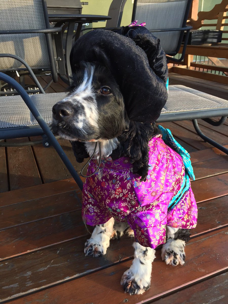 OkanaganSpirits's tweet photo. So Joey our #okspirits pooch is ready for Halloween, are you? #vernon #kelowna #happyhalloween #dogselfie https://t.co/VH16qFiDDa