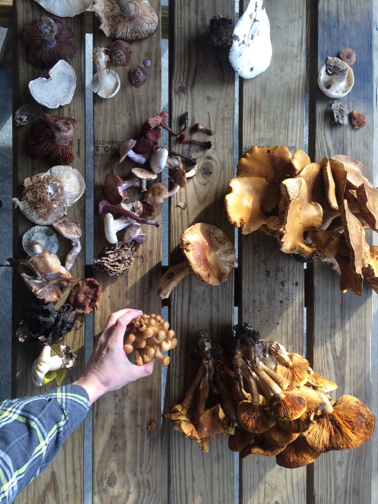 aliend0g's tweet photo. mycelium delirium #bioSTEAM https://t.co/CbiwkaCy4E