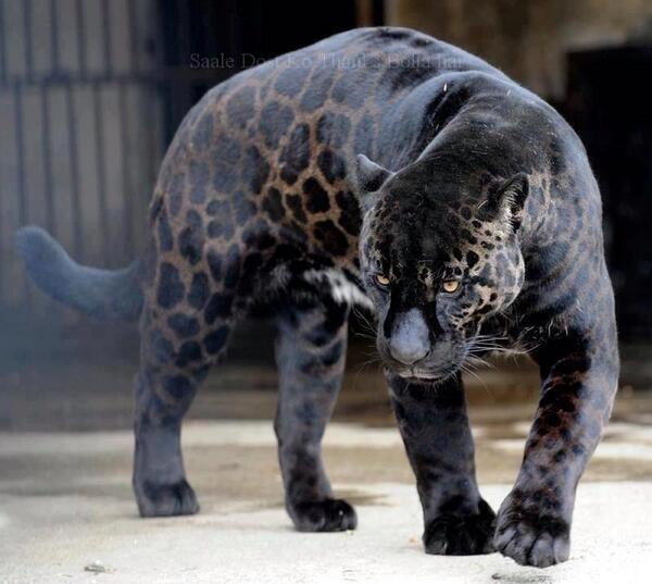 _Paisajes_'s tweet photo. Pantera Negra. https://t.co/hnsC13pVKm