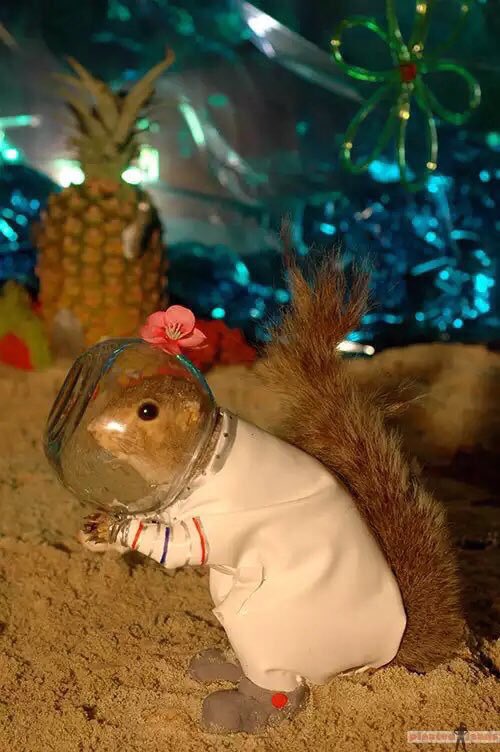 Trick or treat.  #Halloween #squirrels