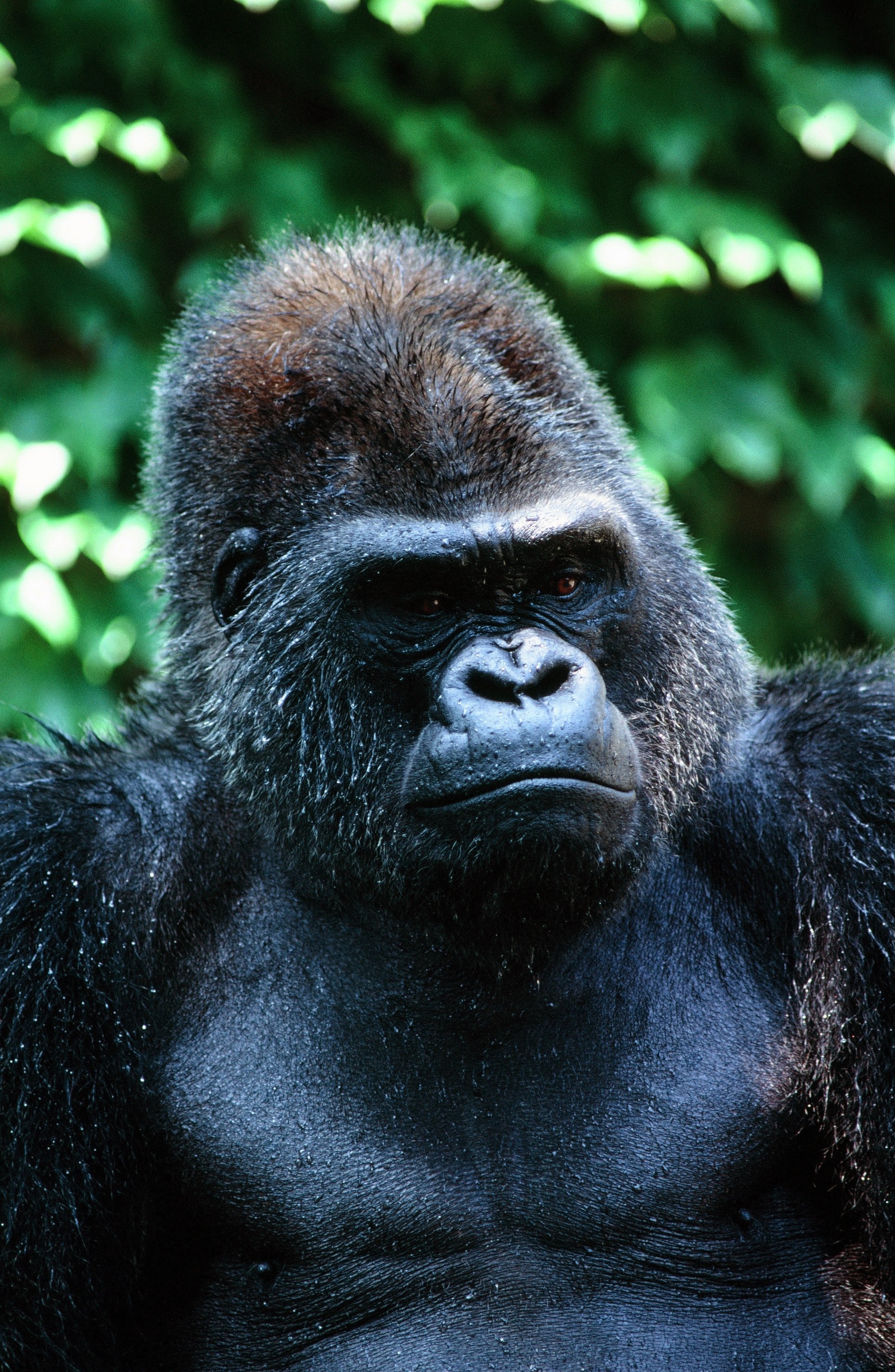 上野動物園 公式 イケメンゴリラが巷では話題のようですが ゴリラといえばやっぱりこの顔 というオールドファンも多いはず 18年前の今日 1997 11 1 推定44年間の生涯を閉じたブルブル 上野動物園の歴史を飾ったスターの1人でした T