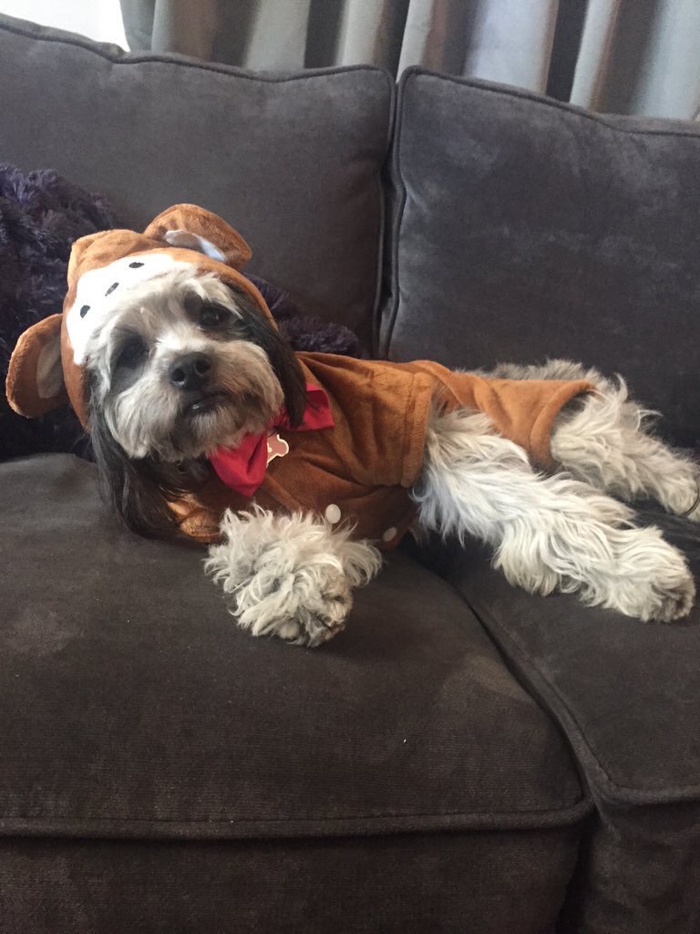 Happy Halloween from a little monkey 👻🎃