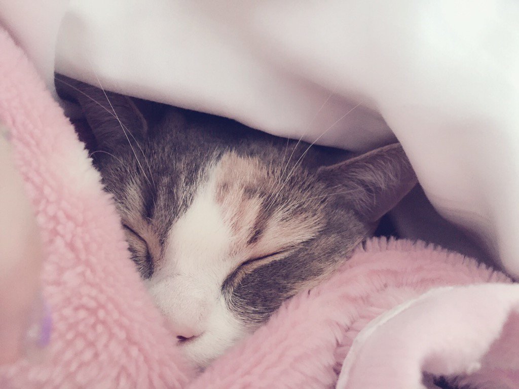 埋め込み画像への固定リンク