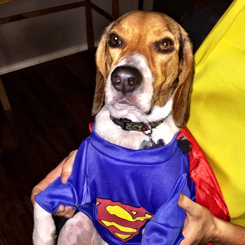 rigbythebeagle's tweet photo. I'm super beagle! 🎃👻 https://t.co/0UDhX38K8r