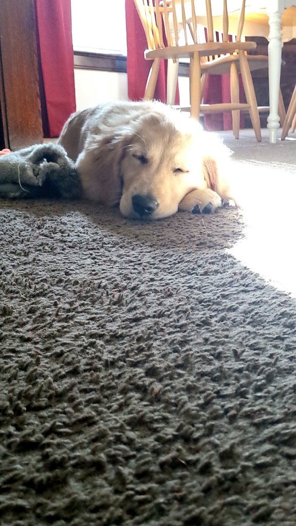 ZeldaTheGolden's tweet photo. So sleepy

#GoldenRetriever #Golden #Sleepy #HappyHalloween https://t.co/FAMyCNcO8a