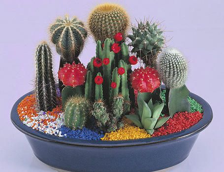 CactusDelMundo's tweet photo. Follow us to see the most beautiful cactus in the world #news#economy#solar#cancer https://t.co/AldAy73Dql