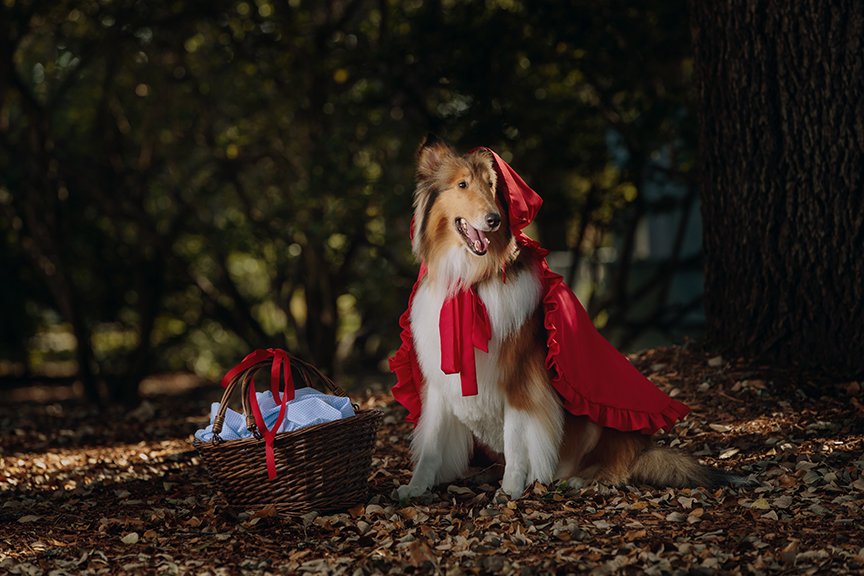 reveille's tweet photo. Happy Halloween from Little Rev Riding Hood! 🎃🐾 https://t.co/vTqOItsyow