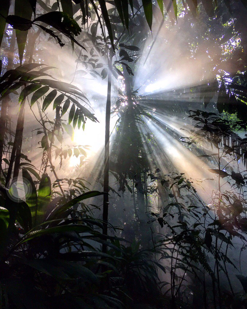 @Caradelevingne Costa Rican jungle. Reaching for the light.