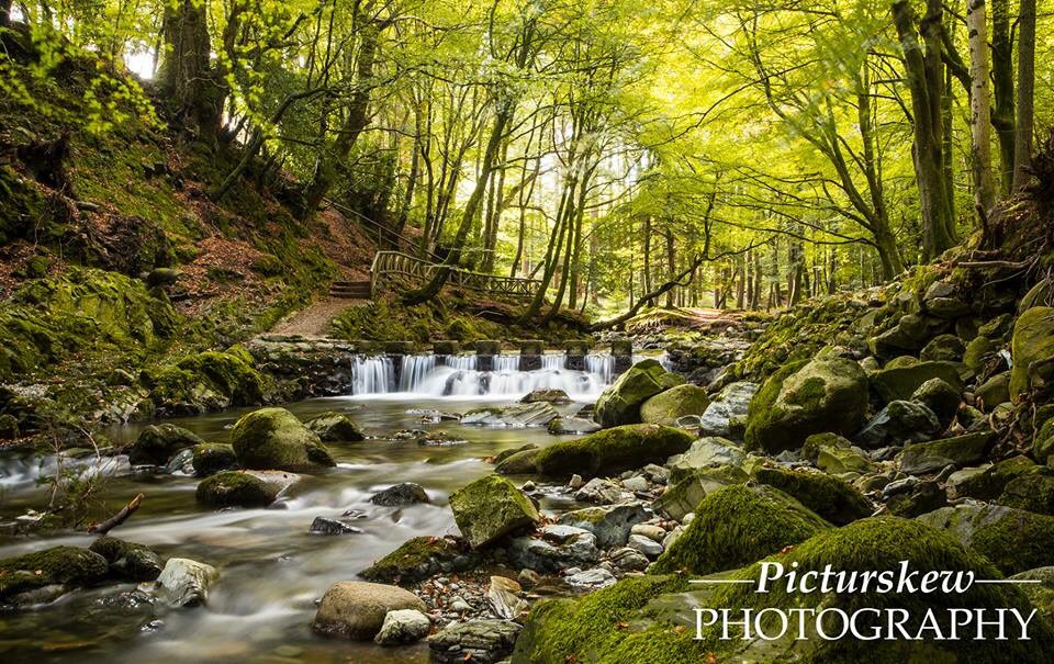 PicturskewPhoto's tweet photo. #autumnNI #tullymoreforest https://t.co/WxrNcN9zC2