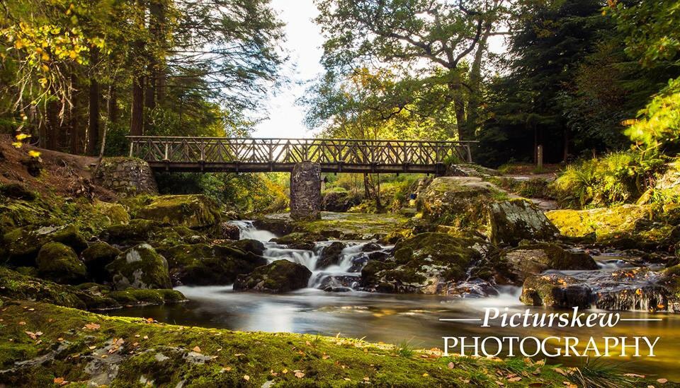 PicturskewPhoto's tweet photo. #autumnNI #tullymoreforest https://t.co/WxrNcN9zC2