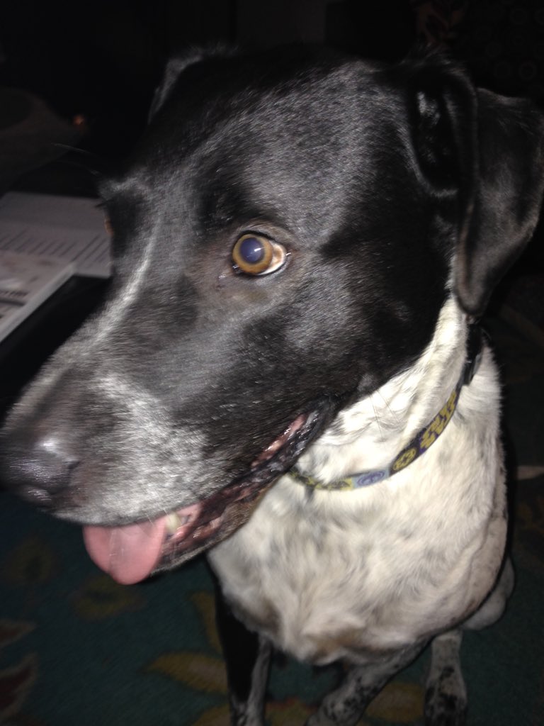 PetersSugarTits's tweet photo. Duke said he's dressed up as Sirius Black in animangus form. #CreativeDog https://t.co/zznh2rfevW
