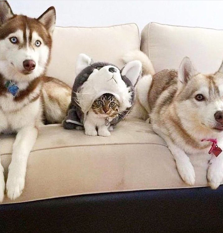 NYDogSpa's tweet image. Happy Halloween! #Nydogspa #dogspa #howlween #woof #trickortreat