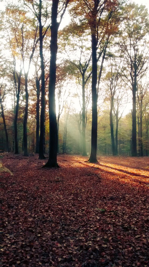 kuuke2's tweet photo. Wauw! Herfst wat ben je mooi https://t.co/SZZejgFcCI