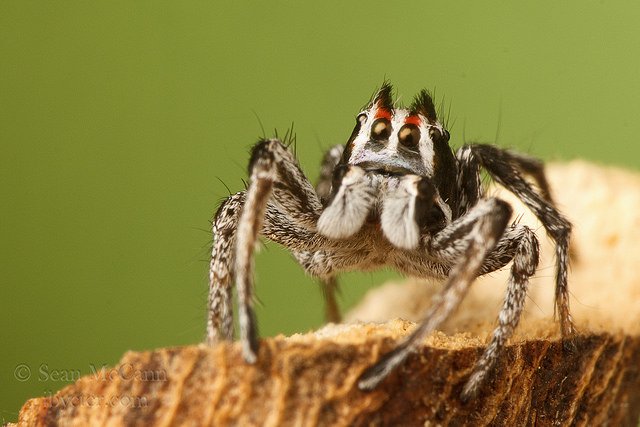 Ibycter's tweet photo. Habronattus sansoni, perpetually surprised at its own coolness. #Arachtober #gatewayspider https://t.co/J2F9Vqjo6E