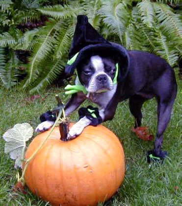 CynergiR's tweet image. Trick-or-Treat! Wishing you a fun and safe Halloween!

#Trickortreat #halloween2015 #happyhalloween #pumpkin