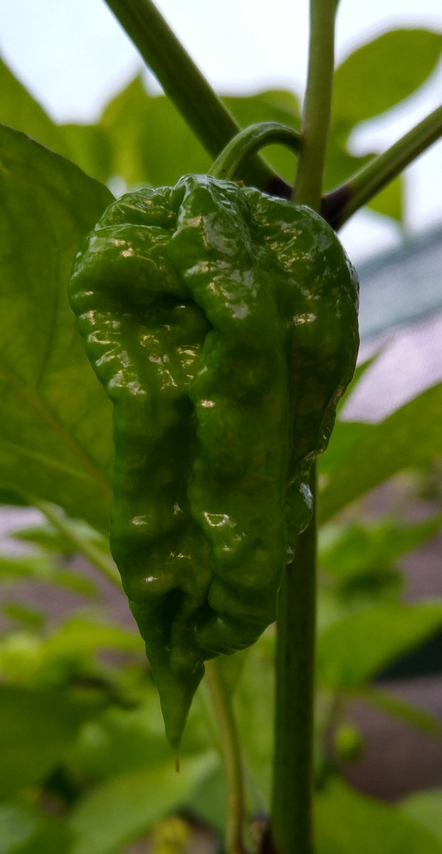 Kent_Chillies's tweet photo. Scary halloween picture time! Can't wait for these to ripen off - it's a Brazilian Ghost x Reaper! Scary stuff!!! https://t.co/zWIgcf6QXa