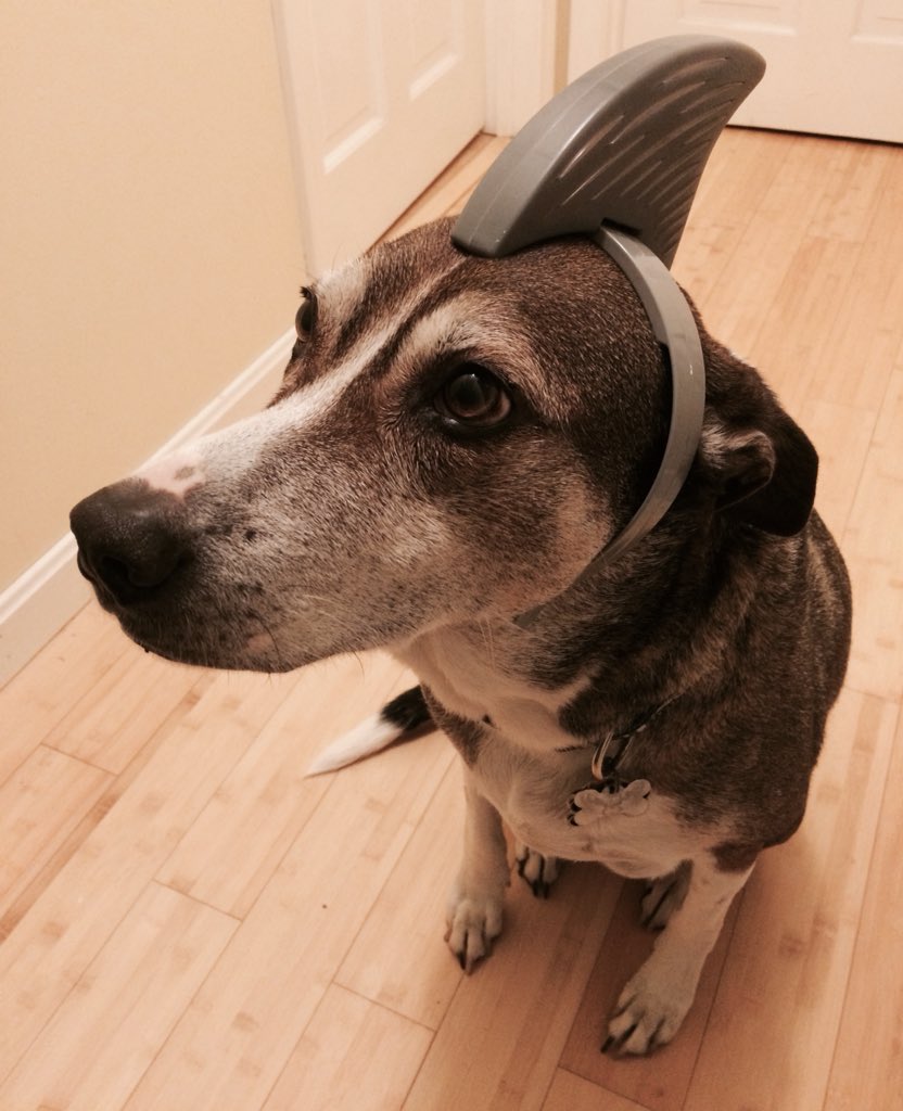Fogothedog's tweet photo. Fogo wanted to be Mary Lee the shark but all we could find was a Katharine the shark outfit. @OCEARCH @capecodtimes https://t.co/PstrJxVidK