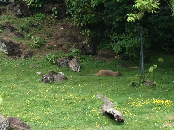 7bpk's tweet photo. At the auckland zoo with the kids and unsurprisingly the Wallabies are keeping a very low profile #fourmoreyears https://t.co/idOLKSRhQS