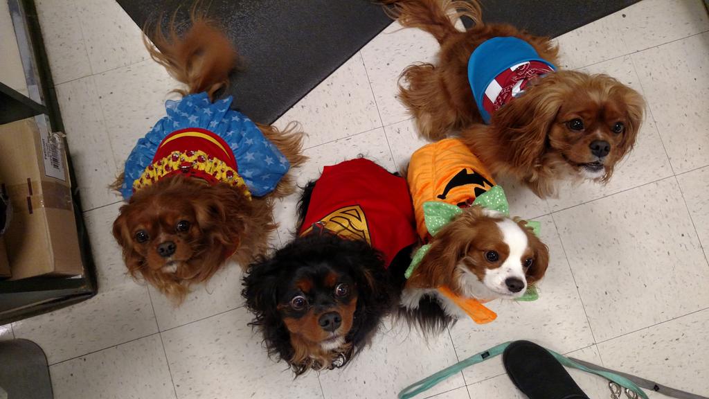 pkogrady3's tweet photo. Some visitors at PetSmart 0456
@kelswick456 , @JohnPridemore12 , @PetSmart https://t.co/DIzGdNQ4hD