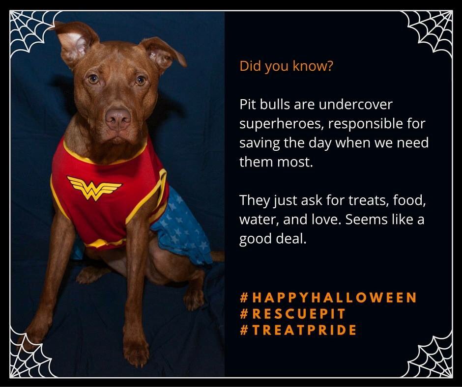 rescuepitinc's tweet photo. #HappyHalloween #Halloween #pitbullawarenessmonth https://t.co/GInLv7dow3