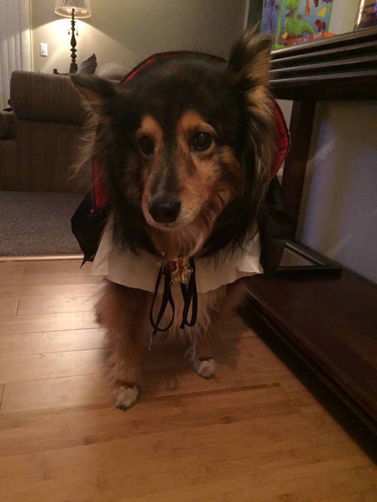 collincatfish's tweet photo. When your dog has a better costume than you. #dogula https://t.co/AvfxDZcZM8