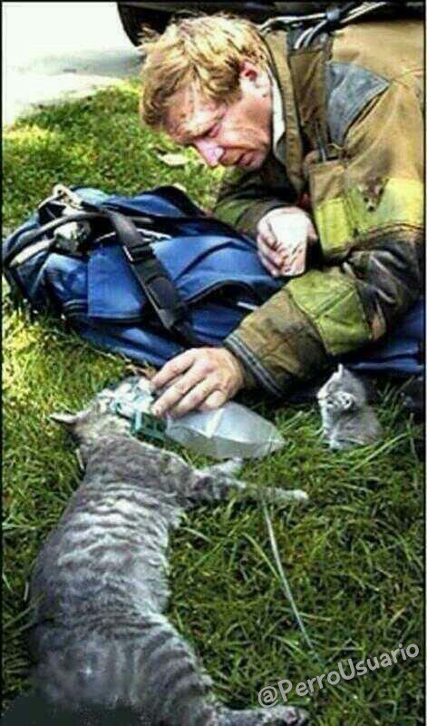 PerroUsuario Wof '•' tweet media