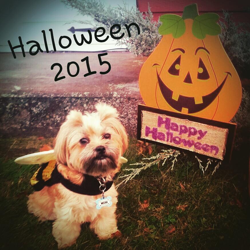 lcjay216's tweet photo. Momma's lil' bumblebee is helping pass out candy this evening. #bumblebeedog #helperbee #happyhalloween 🐝🐶🎃 https://t.co/Bz2rycUzdK