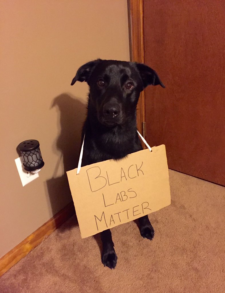 javintaylor's tweet photo. All labs matter. https://t.co/ApvQT6F2OQ