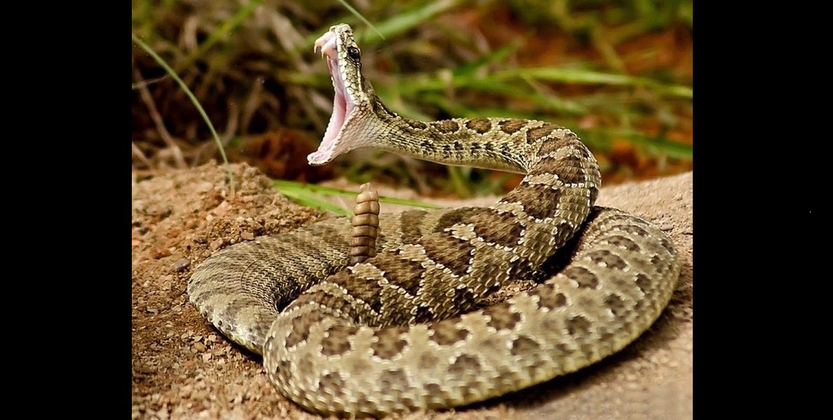 ドールフィッシャー Rwanted222 Twitter