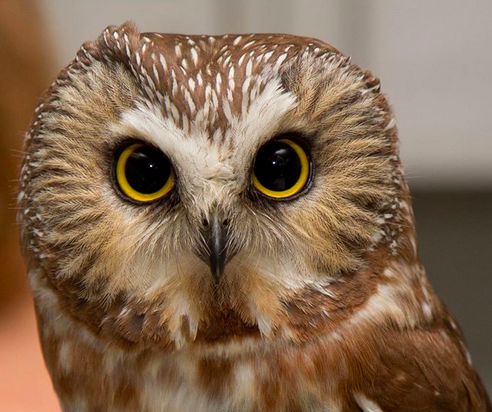 ViaPropertyWC's tweet image. 11/20 - Wow, this is something you definitely want to take the kids out early for on this d… bit.ly/1Lihr9r