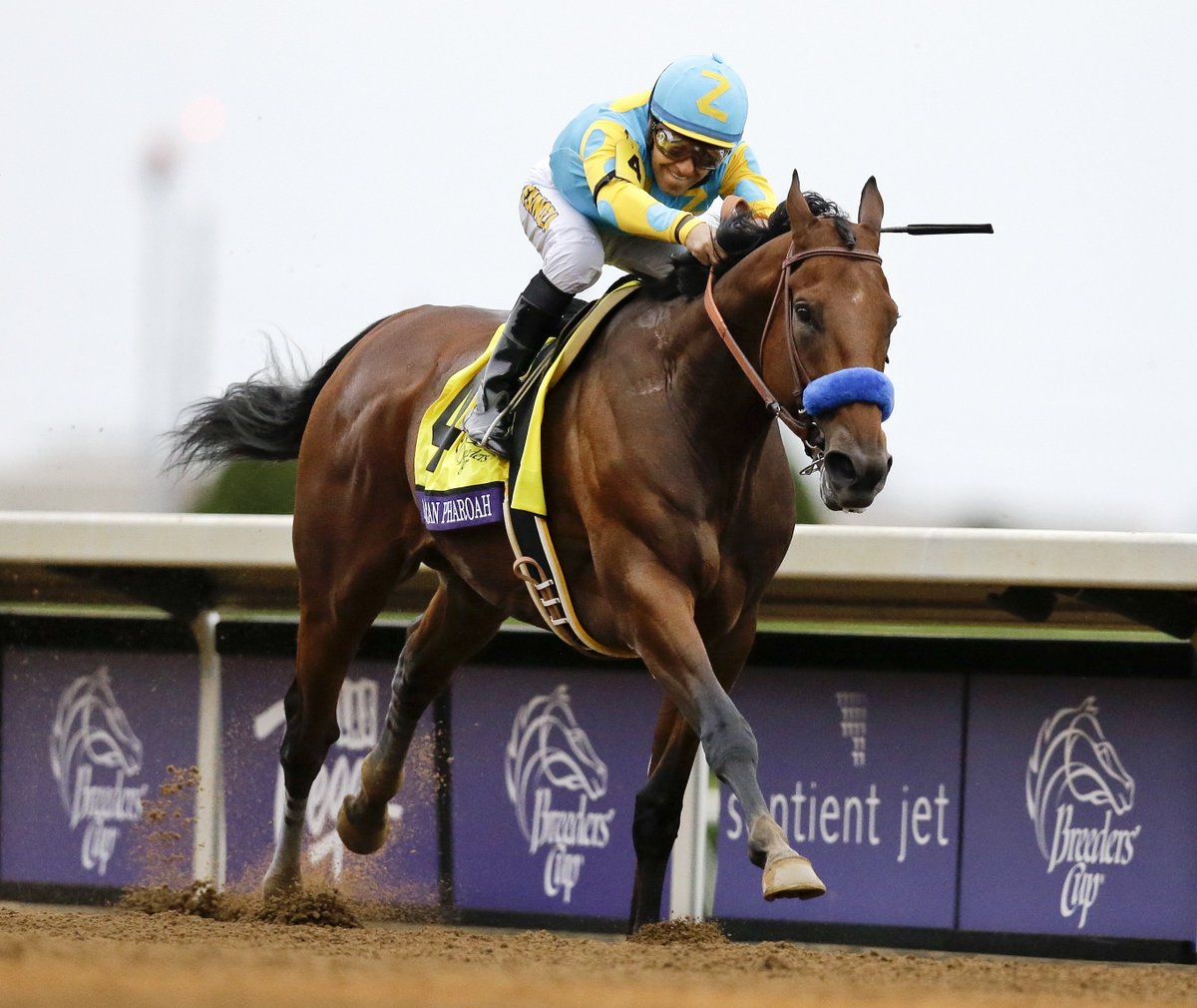CP24's tweet photo. American Pharoah retires a winner in Breeders' Cup Classic
https://t.co/BCDnyi4rOn https://t.co/muOeW9Mzxa