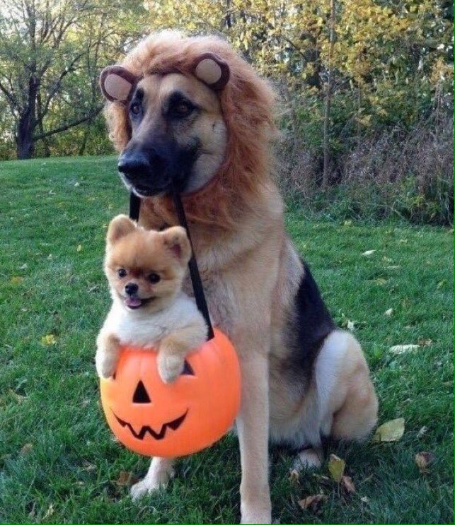 davenportlandsc's tweet photo. @spunky1313 Happy Halloween Stephanie https://t.co/gtRf5FWZau